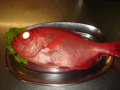 peixe-restauranteocanhao